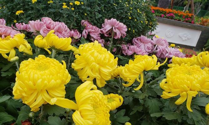 菊花的美丽寓意（探索菊花的象征意义与文化传统）