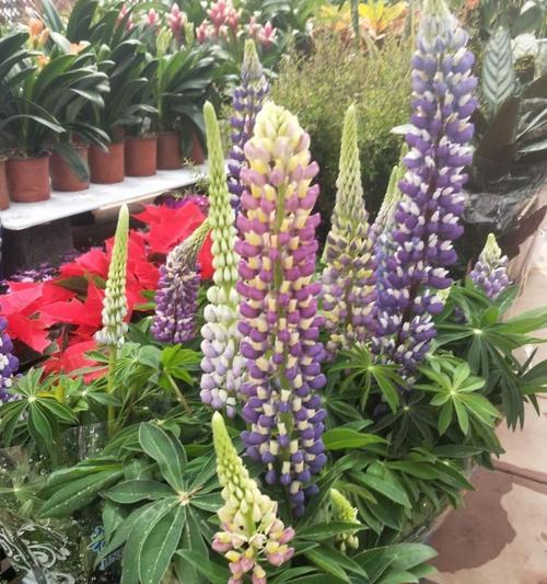 鲁冰花养殖指南（成功种植的诀窍与技巧）
