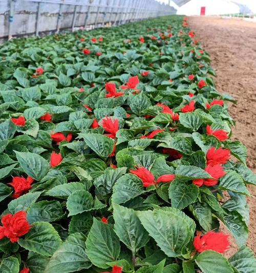 一串红种植方法（打造最美一串红花园，从种植到养护解析）