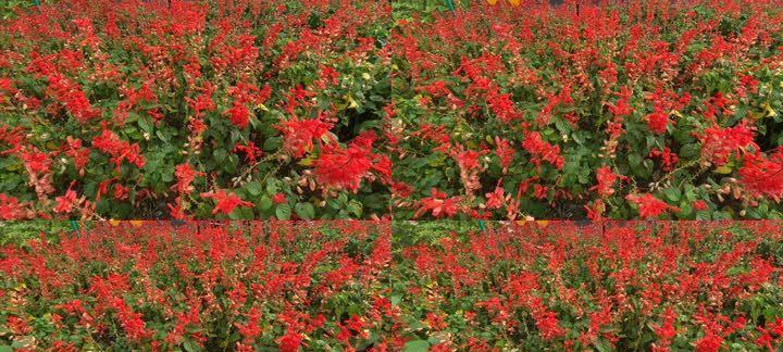 一串红种植方法（打造最美一串红花园，从种植到养护解析）
