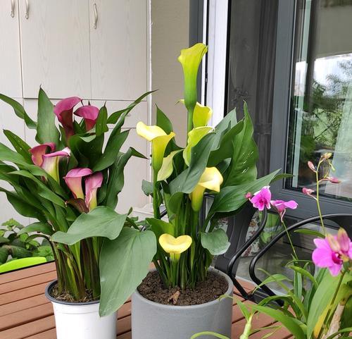 3月份家庭花卉养殖指南（春季花开艳丽，学会养花才是王道）