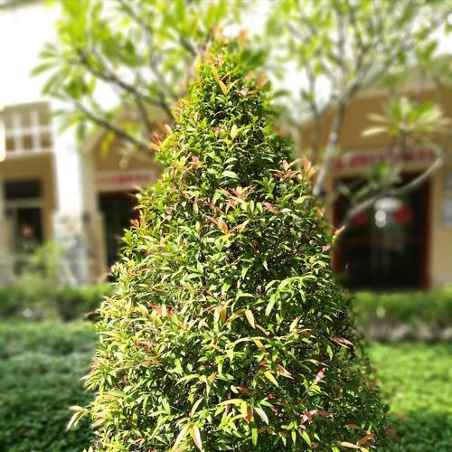 红鳞蒲桃常见的病害及防治方法（保护你的红鳞蒲桃，避免病害发生）