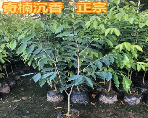 沉香树种植条件（如何提高沉香树的生长速度和品质）