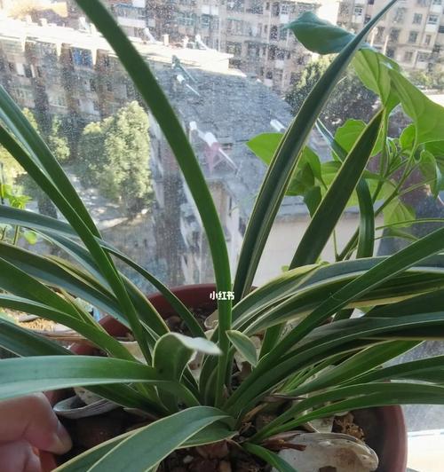 兰花不开花，可能是这些原因！（探究养兰花不开花的原因及应对策略）