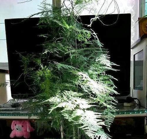 文竹的甜蜜之道——用白糖水浇灌（让你的文竹更加茂盛、健康生长）