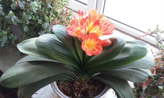 君子兰开花时间探秘（了解君子兰开花时间的关键因素与小技巧）