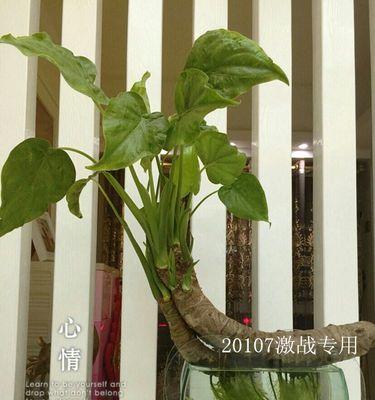千手观音花的修剪方法（打造美丽花园的必备技巧）