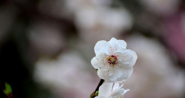 梅花的象征意义（探寻梅花背后的文化内涵）