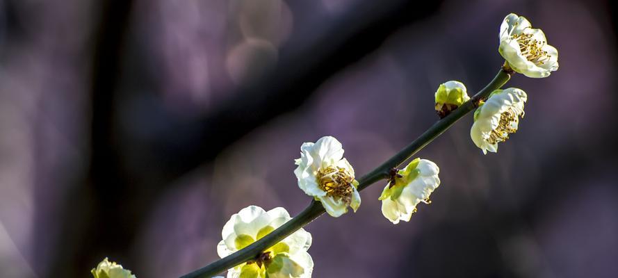 梅花的象征意义（探寻梅花背后的文化内涵）