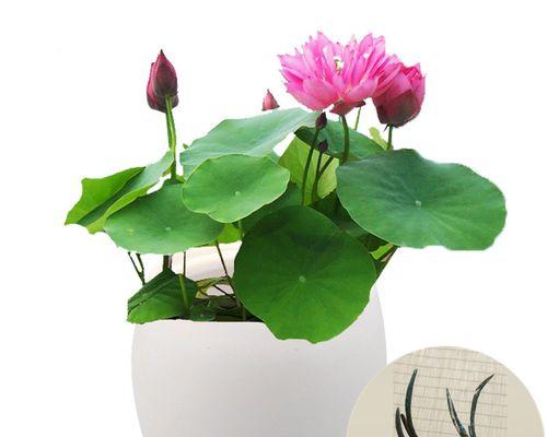 碗莲和睡莲种植方法（打造家庭庭园美景，掌握这些技巧更易得到浪漫花海）