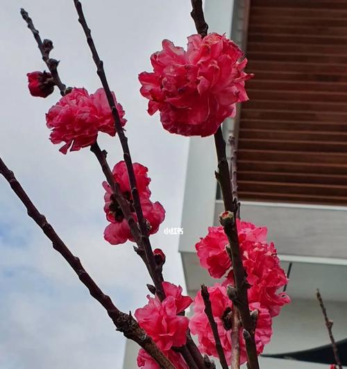 家庭花园里也能养桃花（打造美丽的家庭花园，家里也能开满桃花）