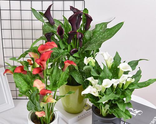 水培马蹄莲的种植技巧（从选苗到维护，助你轻松打造绿色家居）