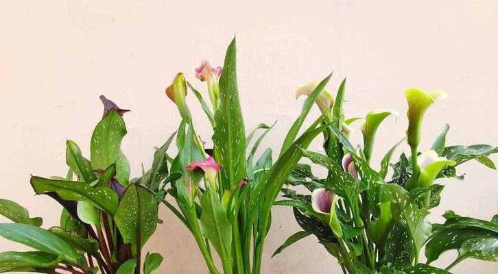 水培马蹄莲的种植技巧（从选苗到维护，助你轻松打造绿色家居）
