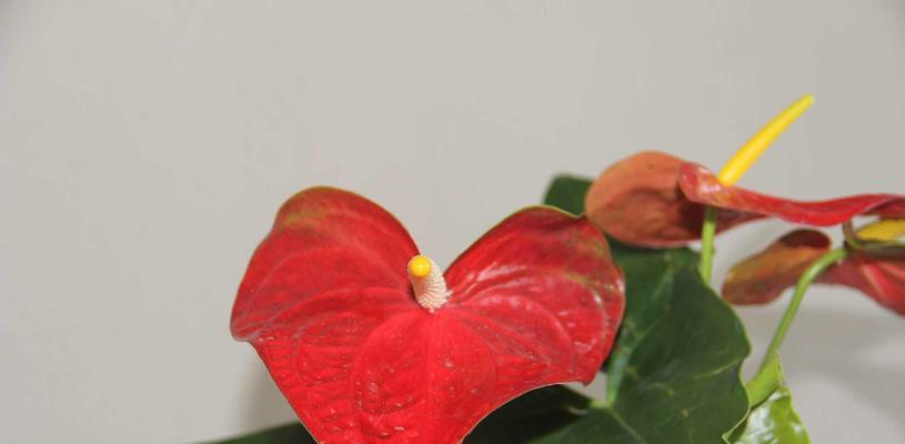 如何让火鹤花更红？（提高花色饱和度的技巧）