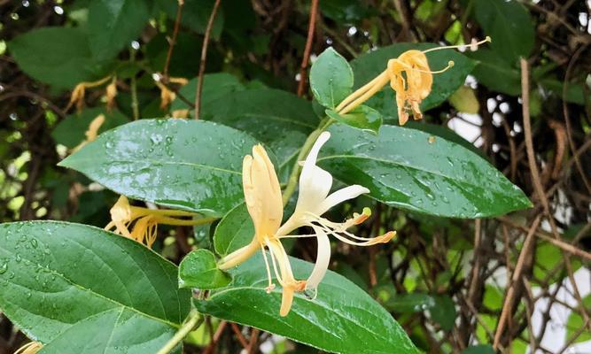 金银花的花期是多长时间？（了解金银花开花的时间及特点）