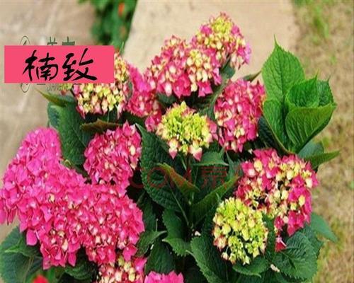 养护八仙花，美化生活环境（花卉八仙的养殖技巧与注意事项）