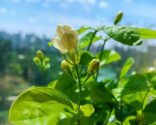 双色茉莉的养殖方法与技术（打造芳香四溢的私家花园）
