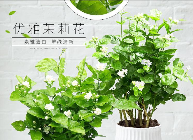 双色茉莉的养殖方法与技术（打造芳香四溢的私家花园）