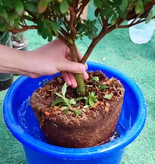 给杜鹃花翻盆的注意事项（教你如何正确翻盆，让杜鹃花茁壮成长）