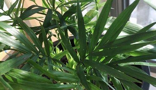 凤尾葵的寓意与风水象征寓意及摆放风水（探索凤尾葵的象征意义，了解风水摆放的要点）