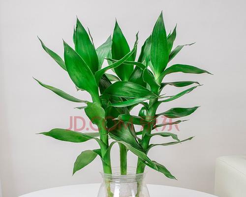 观音竹花语的象征与寓意（探寻观音竹花背后的意义与传承）