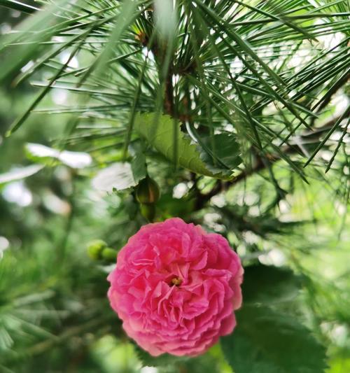 广元市花——紫薇花的含义与价值（广元市的代表性植物，凝聚着城市文化与精神）