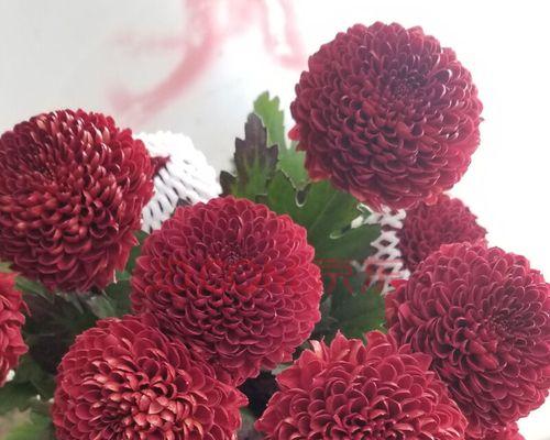 红色雏菊的花语与寓意——热情、爱与勇气之花（用红色雏菊传递心灵的力量）