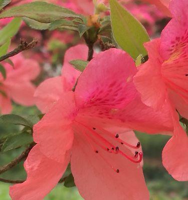 红色杜鹃花（红色杜鹃花的美丽与寓意）