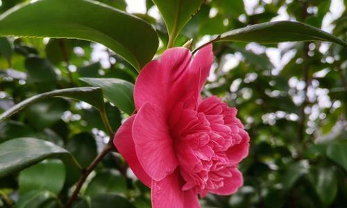 红色山茶花的花语及代表意义（红色山茶花的情感表达与人生寓意）