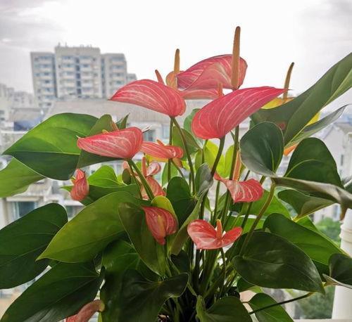 红掌花的象征意义与寓意（探寻红掌花的文化内涵）