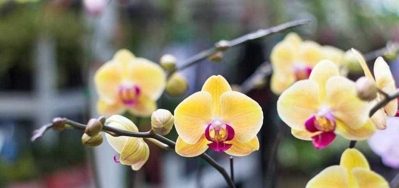 蝴蝶兰的花语与寓意（揭示蝴蝶兰花语的深层寓意）