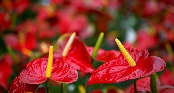花烛的花语（用花烛传递爱与希望的美好寓意）