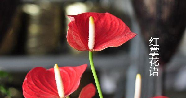 花烛的花语（用花烛传递爱与希望的美好寓意）