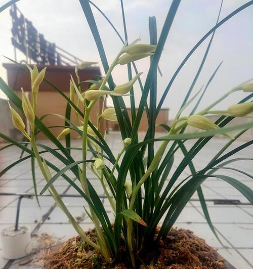 兰花根干枯的原因及补救方法（如何解决兰花根干枯问题？）