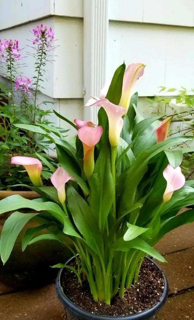 如何种植马蹄莲？（马蹄莲的种植时间和方法）