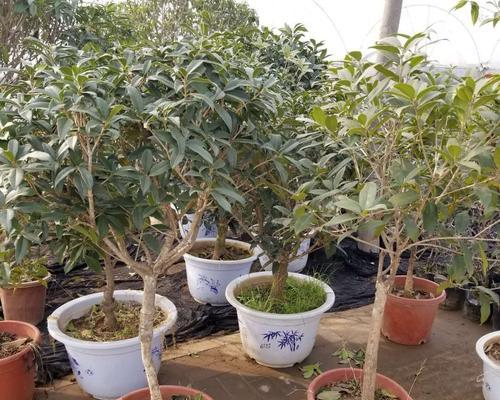桂花树移栽的时间（如何选择适当的时间点移植桂花树）