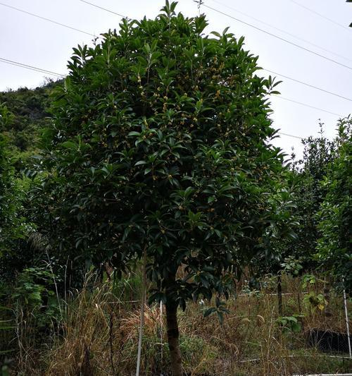 桂花树移栽的时间（如何选择适当的时间点移植桂花树）