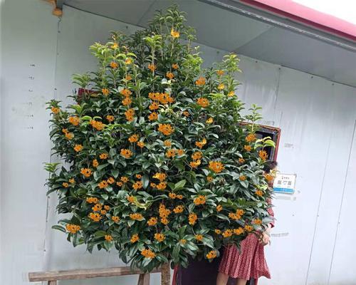 桂花树移栽的时间（如何选择适当的时间点移植桂花树）