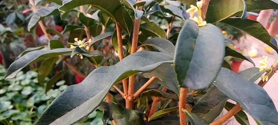 如何成功嫁接桂花——技巧和注意事项（嫁接桂花的步骤、时间和工具以及维护方式）