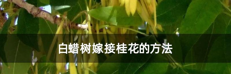 如何成功嫁接桂花——技巧和注意事项（嫁接桂花的步骤、时间和工具以及维护方式）