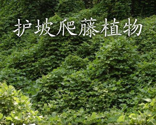 如何种植爬山虎？——掌握这些技巧，让你的花园生机盎然（从选种到养护，一步步教你打造美丽的爬山虎花园）