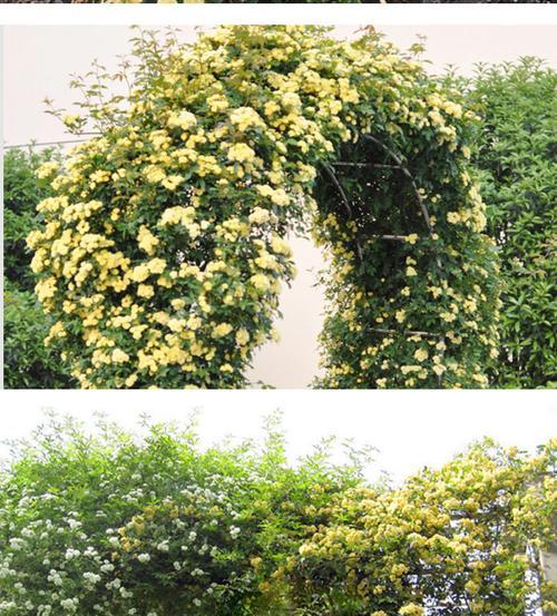 探寻最香的木香花品种（选购攻略与品鉴体验）