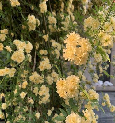 探寻最香的木香花品种（选购攻略与品鉴体验）
