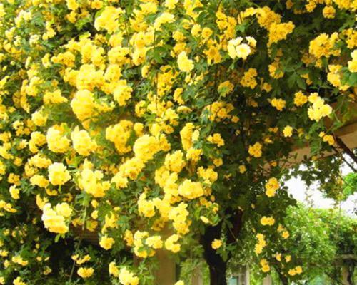 探寻最香的木香花品种（选购攻略与品鉴体验）