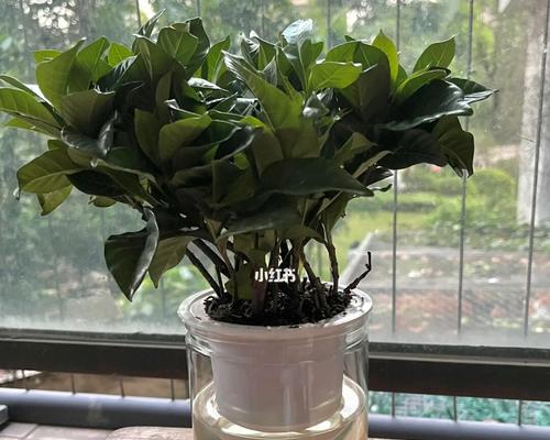 栀子花怎么养护与浇水？（八个技巧让你轻松打造栀子花盆栽）