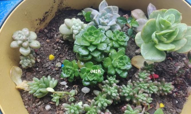 多肉植物的生长环境（为你揭秘多肉植物生长所需的环境条件）
