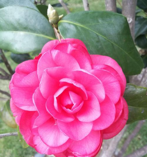 赏花好去处——红色的丹茶花园（赤丹茶花好养吗？如何种植和护理？）