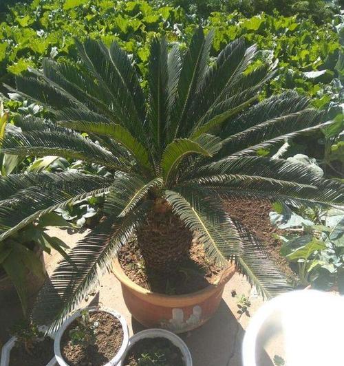 铁树养护的方法（打造枝繁叶茂的铁树园林）