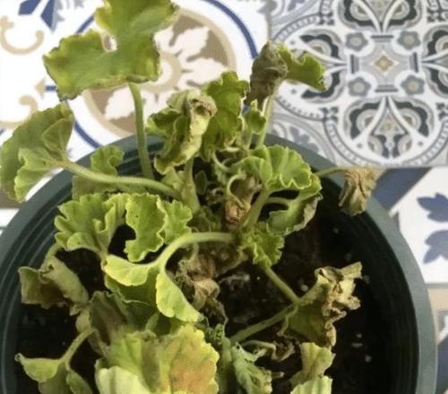 天竺葵烂根的有效防治（如何让你的天竺葵长得更健康）