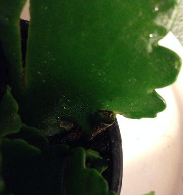 长寿花叶子里的长青虫（探究长寿花为何成为长青虫的家园）